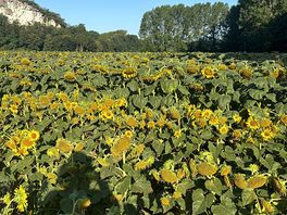 More sunflowers