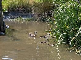 Mother duck and her chicks