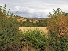 The view out of the yurt.