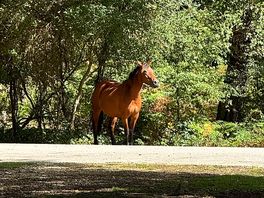 Lovely horse at the setting.