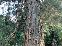 Unexpected sequoia