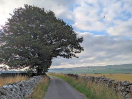 Path by campsite