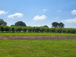 Orchard view