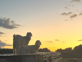 Sunset goats