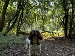Inside the forest, next to the campsite.