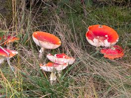 Shrooms!