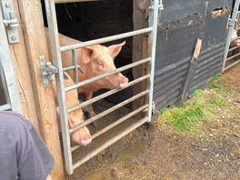 Pig heaven