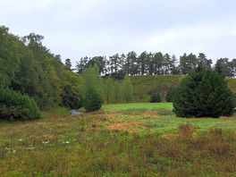 Views on forest walk
