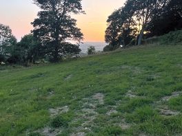 Beautiful sunset in the orchard