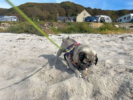 Dog enjoying the beach