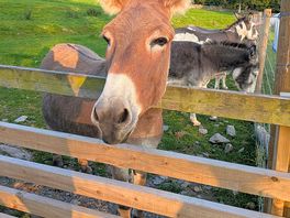 Donkey from shrek. this one is my favourite.