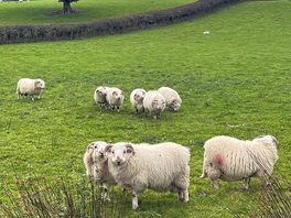 Sheep