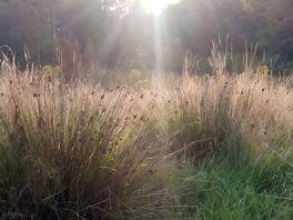 Sun in grasses