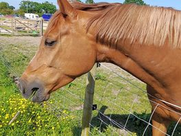Gorgeous horses