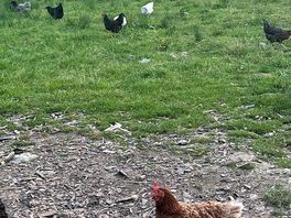 Chickens