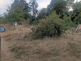 Broken trees / overgrown bushes in the way