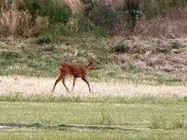 Watching the wildlife