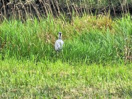 Herons bum