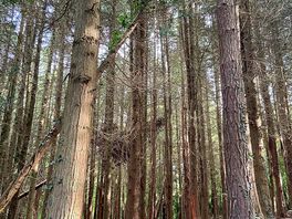 Beautiful trees