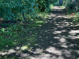 Forrest walk