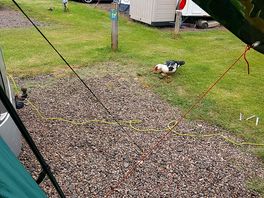 Resident ducks, no fear of humans, will give you a chase.