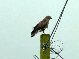 Buzzard great to hear them calling to each other