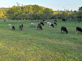 Goats in the field