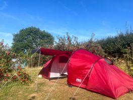 Pitched amongst the beautiful apples