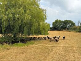 Our neighbours for the stay