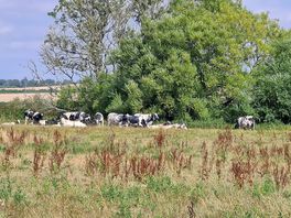 Walk near shapwick2