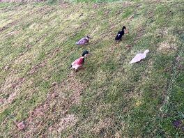 Farm animals