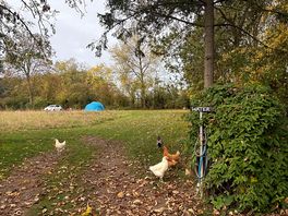 Chickens