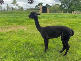 Alpacas