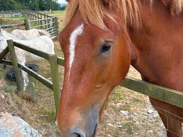 Friendly suffolk punch gelding