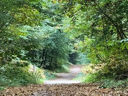 Beautiful forest clearly marked pathways.