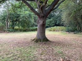The boss of the trees
