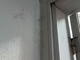 Spinnennetze