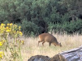 Deers