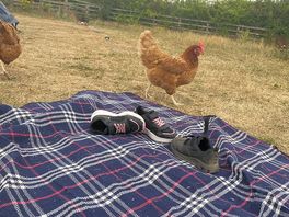 Chickens roaming free during the day