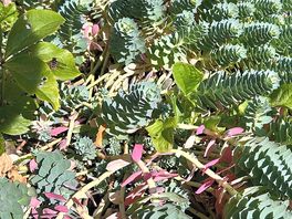 Succulents