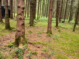 Amazing woods.