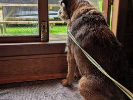 Surveying the local surroundings