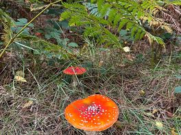 Maybe think of a fairytale forest