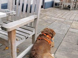 My dog certainly enjoyed this site with safe off lead walks through the woods and dog friendly pubs