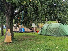 Camp under pear trees
