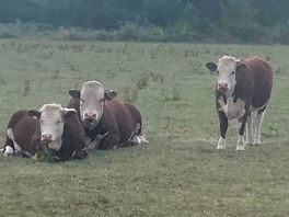 Local neighbours