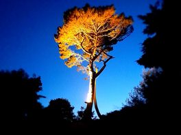 Surrounding by beautiful trees