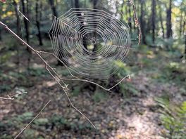 Spiderweb catching the autumn sunshine