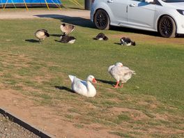 Local wildlife