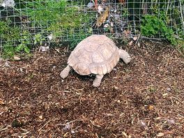 Onsite tortoise